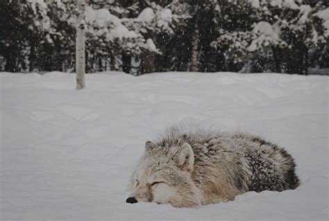 How do wolves keep warm in the winter? - The Wolf Center