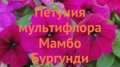 Петуния мультифлора Мамбо Бургунди 🌿 обзор: как сажать, семена петунии ...