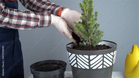 Hands Close Up Of Male Gardener In Uniform And Gloves Transplants House