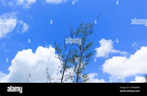 Tamarisk tree Stock Videos & Footage - HD and 4K Video Clips - Alamy