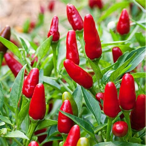 Nasiona Papryka Thai Red Chilli Ostra Afr Capsicum Annuum Nasiona