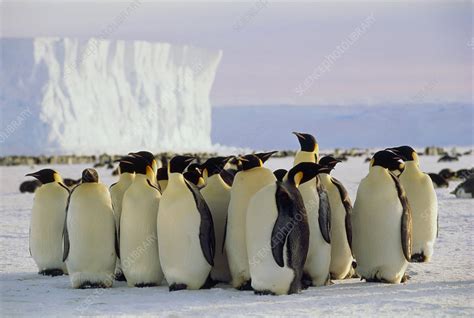 Emperor penguins - Stock Image - Z808/0048 - Science Photo Library