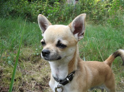 12 Common Health Problems in Chihuahuas + What To Do About Them