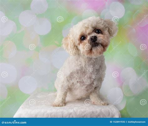 Bichon Frise Shih Tzu Mix Portrait on a Colorful Background Sitting ...