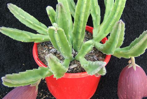 Stapelia Leendertziae Calara Cacti And Succulents