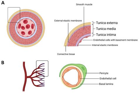 Schematic Representation Showing The Main Components Of The Blood