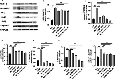 Asiv Inhibited The Activation Of The Nlrp Calpain Pathway In