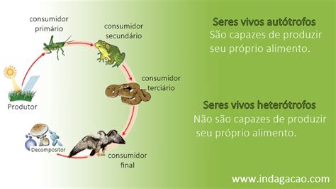 Seres Vivos Que Necessitam Se Alimentar De Outros Seres Vivos