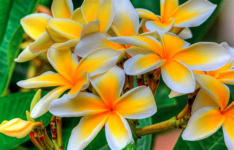 plumeria tree flamboyant frangipani steemit