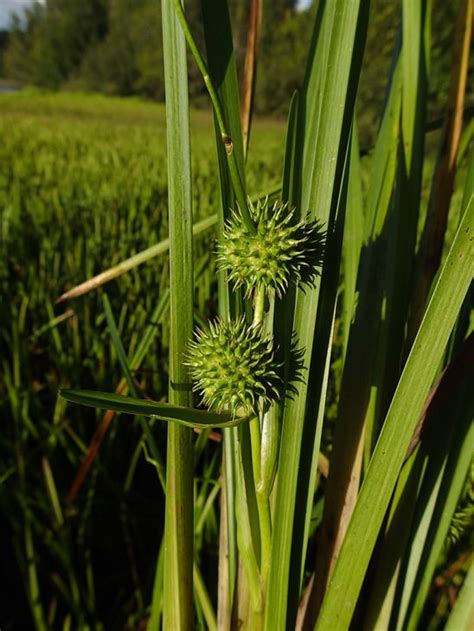 Sparganium Americanum American Bur Reed Prairie Moon Nursery