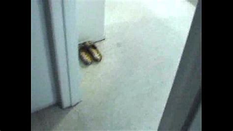 Casey Parker Model Page XVIDEOS