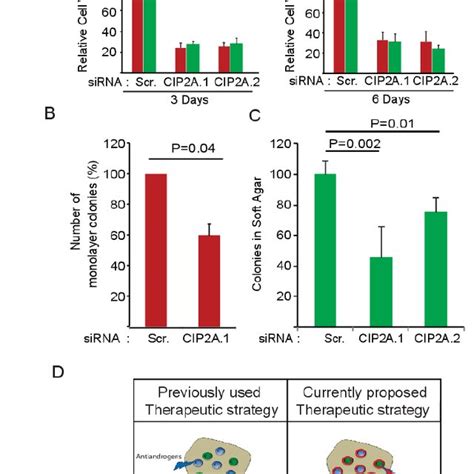 Androgen Receptor Ar Binds To Cip2a And Its Activity And Expression