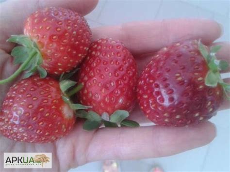 Продам саженцы клубники сорт Мурано, Ужгород — APKUA