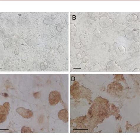 Expression Of Oct4 Protein In Fertilized Embryo Derived And