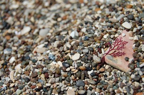 Gambar Pantai Pasir Batu Daun Bulat Bunga Kerikil Tanah Bahan