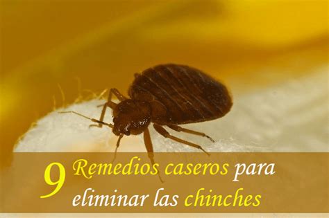 9 De Los Mejores Remedios Caseros Para Eliminar Las Chinches De Cama