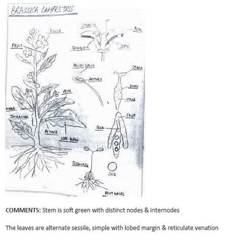 Biology Practical For Cbse Class 11 Practical Examination 2021 22 Biology Class 11 Paper