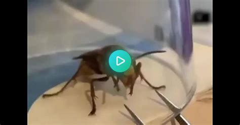 Wasp Album On Imgur