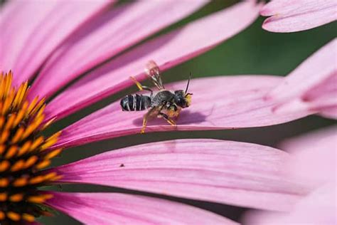 Black and White Bee: What Kind Is It and Does It Sting? - A-Z Animals