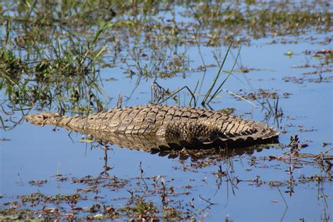 Kruger Park Safari - 1 Day - Safari With Us