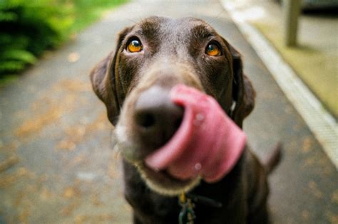 Cuales Son Los Alimentos Saludables Para Tu Perro Equipo Rocket