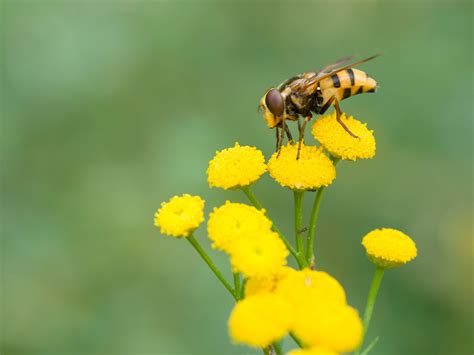 Hoverfly (Syrphidae) - Identification, Facts and Images