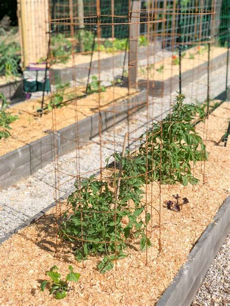 How To Make A Sturdy Diy Tomato Cage With Pictures Growfully