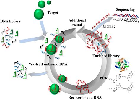 Molecules Free Full Text Generation Of Aptamers With An Expanded