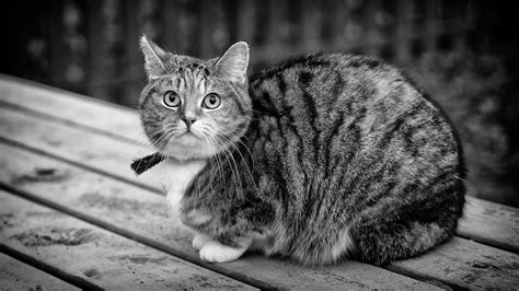 Black And White Cat Animal Free Photo On Pixabay