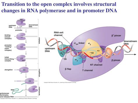 Ppt Transcription Powerpoint Presentation Free Download Id3030803