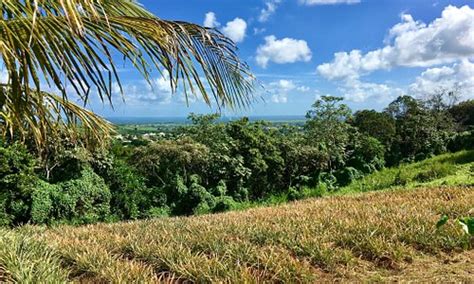 Tourisme à Sainte Rose 2024 Visiter Sainte Rose Guadeloupe Tripadvisor