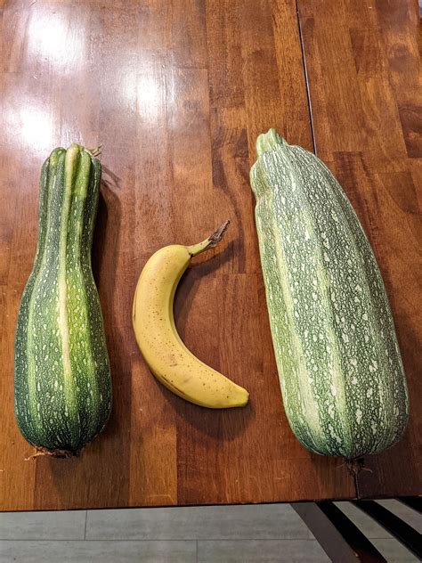 What Should I Do With Giant Zucchini That I Neglected Gardening