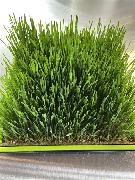 Wheatgrass Live Roots N Shoots Microgreens