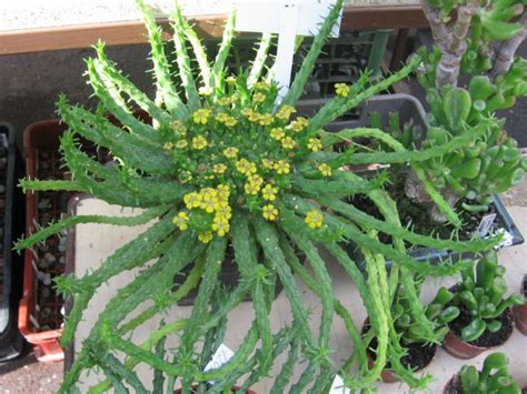 Euphorbia Flanaganii Medusa S Head World Of Succulents