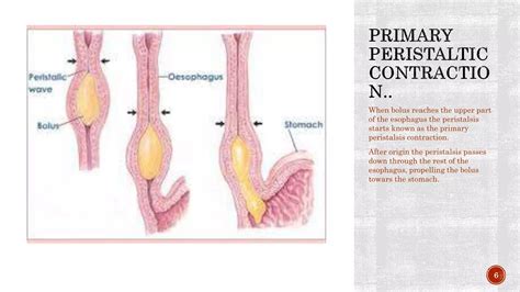 Peristalsis | PPT