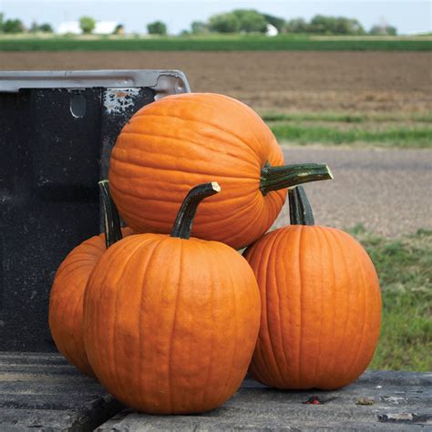 Scream Ii F1 Hybrid Pumpkin Dpseeds