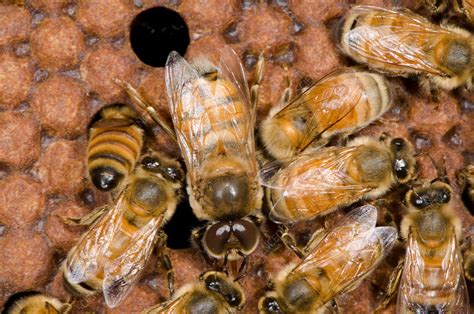 Drone Honey Bees