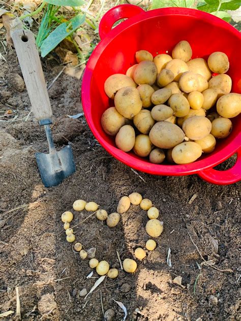 Simple Guide to Harvesting Potatoes – The Introverted Homesteader