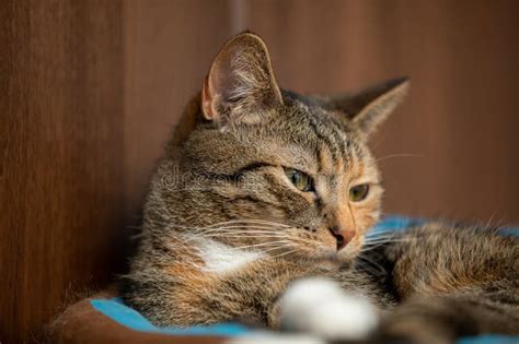 El Gato Se Acuesta En Su Cama En La Casa Y Empieza A Dormirse Imagen