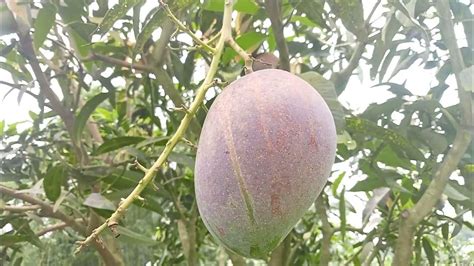 বিশ্বের সবচেয়ে দামি মিয়াজাকি আম01710 29619 Polli Agro99 Miajaki Mango In Bd Youtube