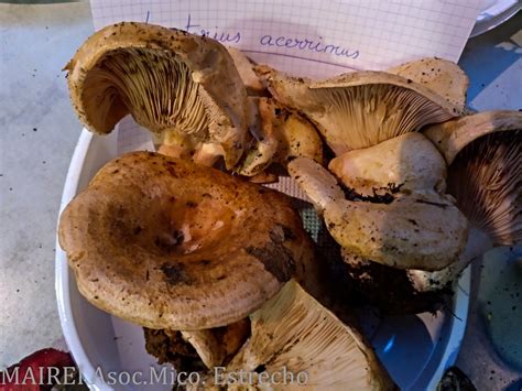 Lactarius acerrimus Asociación Micológica Mairei