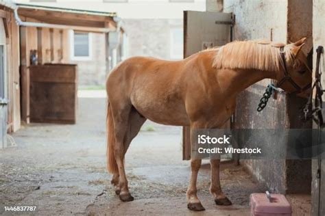 Beautiful Horse Haflinger Tied To A Wall With Chain Looped Chained