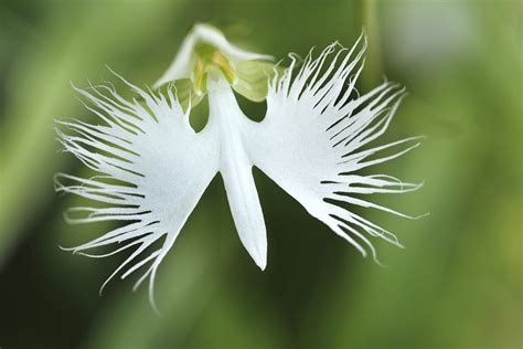 White Egret Orchid