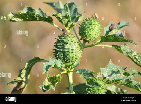 En La Naturaleza Crece Una Planta Venenosa Y Medicinal Datura