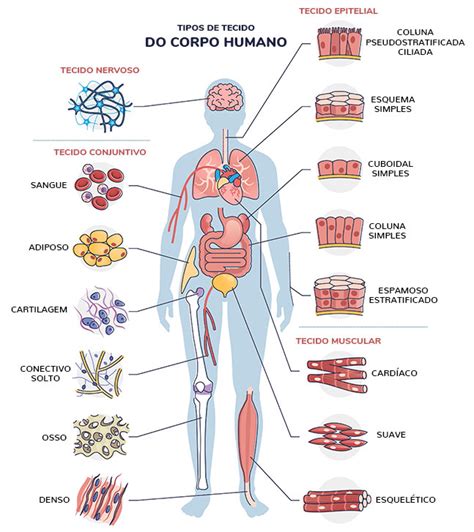 Tecido Sanguineo Resumo Tecid Sanguine Sangue é Um Tecido