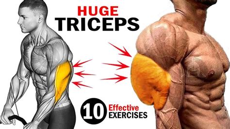 How To Build Bigger Triceps Fast Horseshoe Triceps 10 Effective