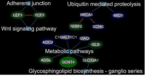 Significant Metabolic Pathways Ubiquitin Mediated Proteolysis Pathway