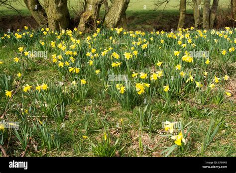 Daffodils In Bloom At Farndale In The North York Moors National Park