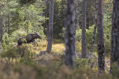 F Rbjud Jakt I Klena Lgstammar Svensk Jakt