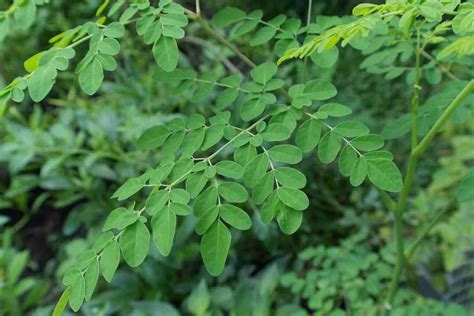 Kandungan Daun Kelor Segar Dan Kering Kaya Vitamin